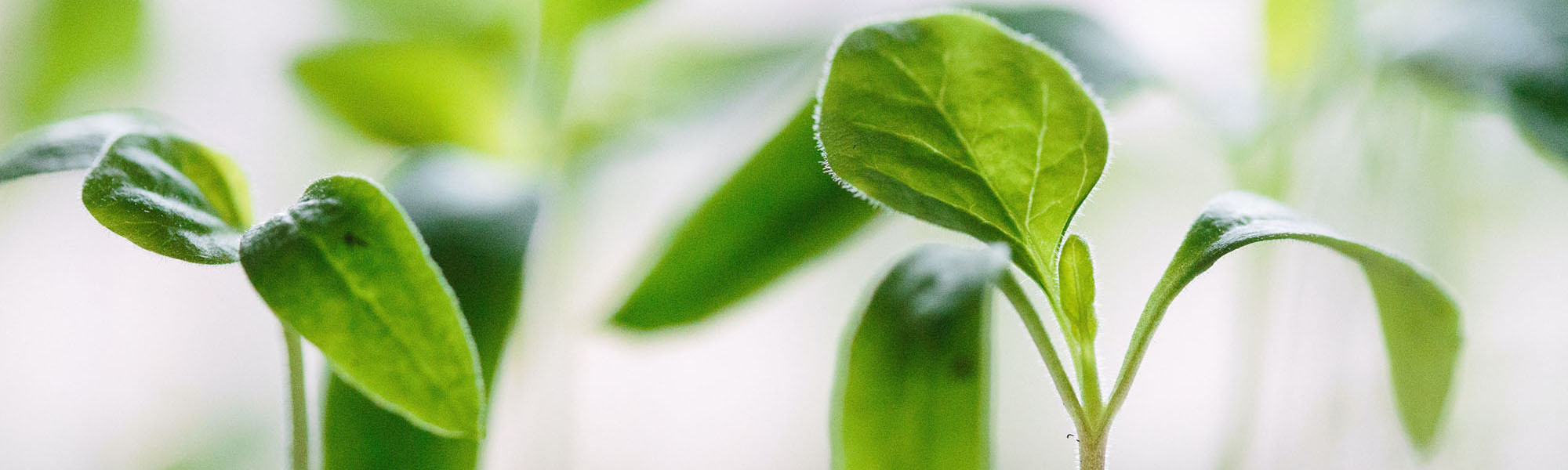 Young plant growth - Dovetail Learning